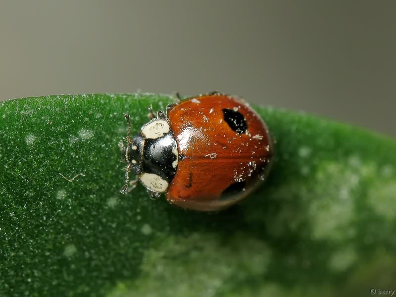 Adalia bipunctata (Linnaeus, 1758)